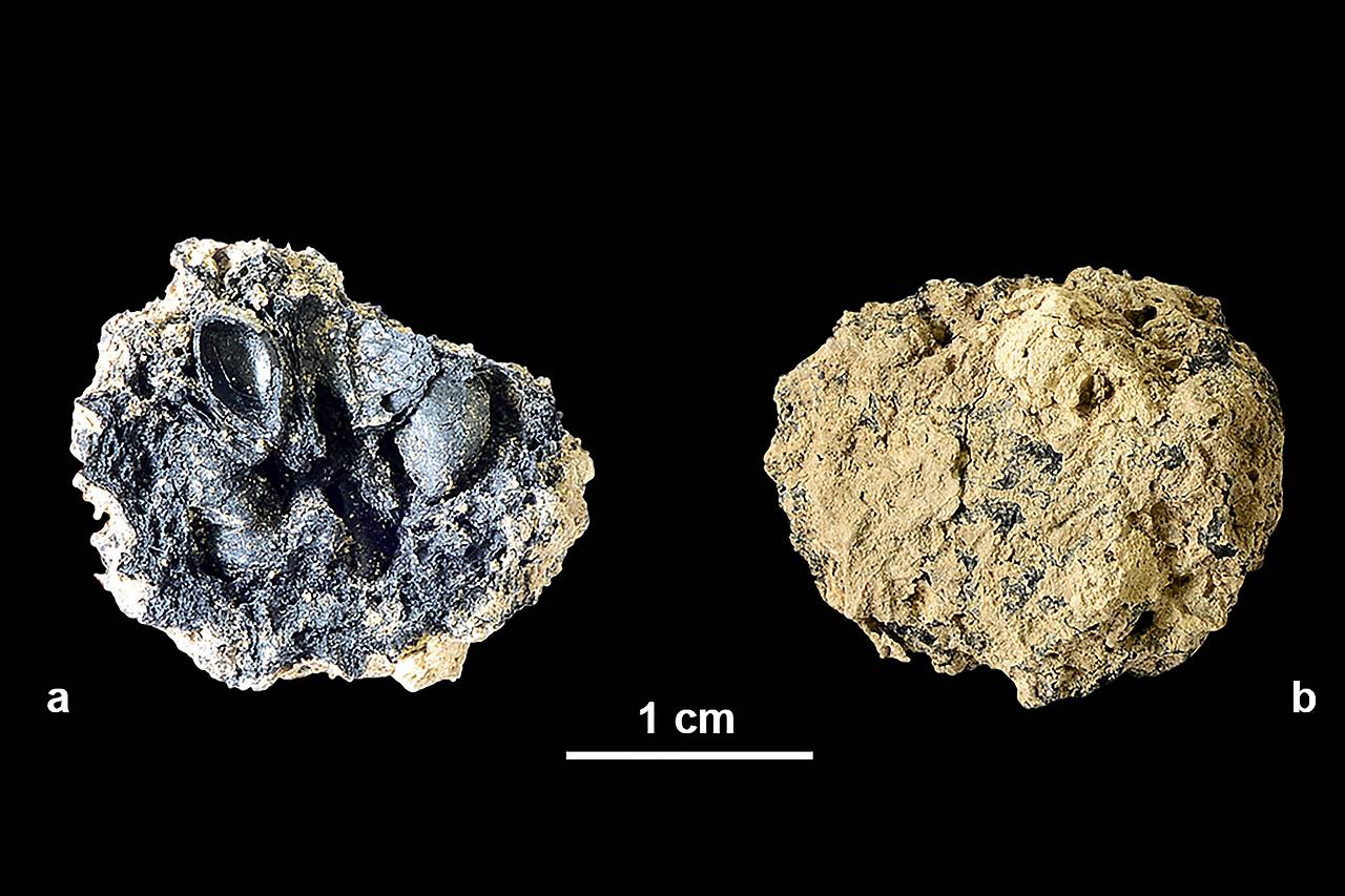 4.000 Jahre alter Apfel entdeckt. 