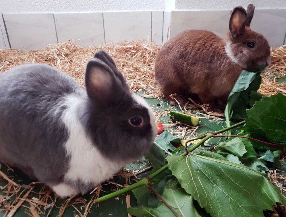 Unter den Tieren waren auch 14 Kaninchen dabei. (Symbolbild)