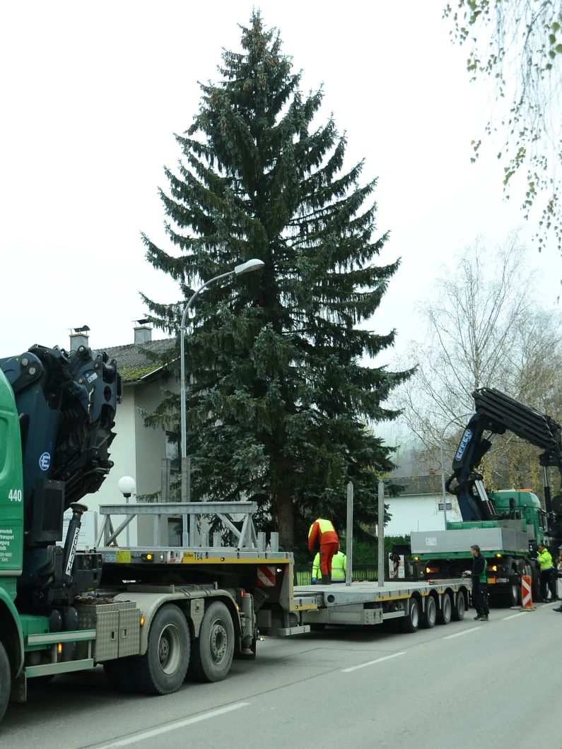Die 19 Meter hohe Silberfichte wurde verladen.