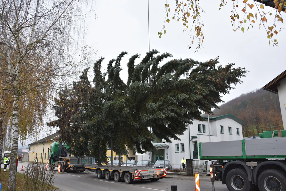 Der Baum kommt heuer aus Kirchberg an der Pielach.