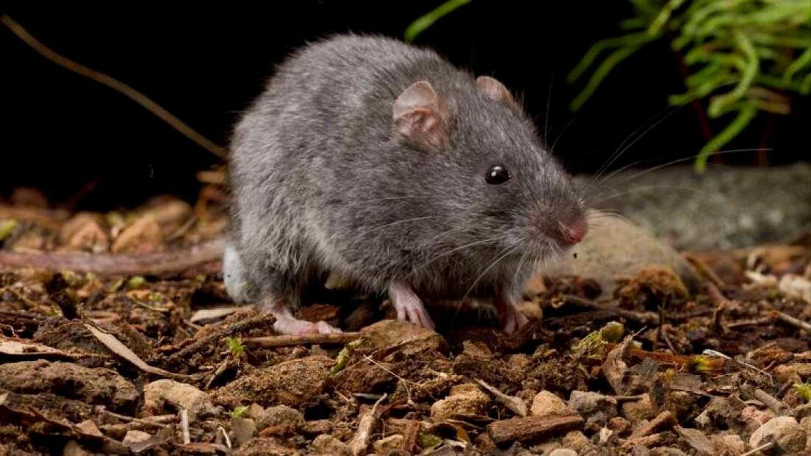 Dieser Nager, der zur Gattung der Australischen Mäuse zählt, ist stark gefährdet.
