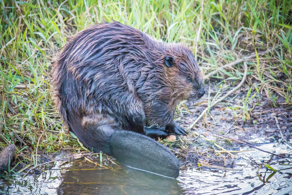 Die Biber-Mama hinterlässt zwei Jungtiere. (Symbolbild)