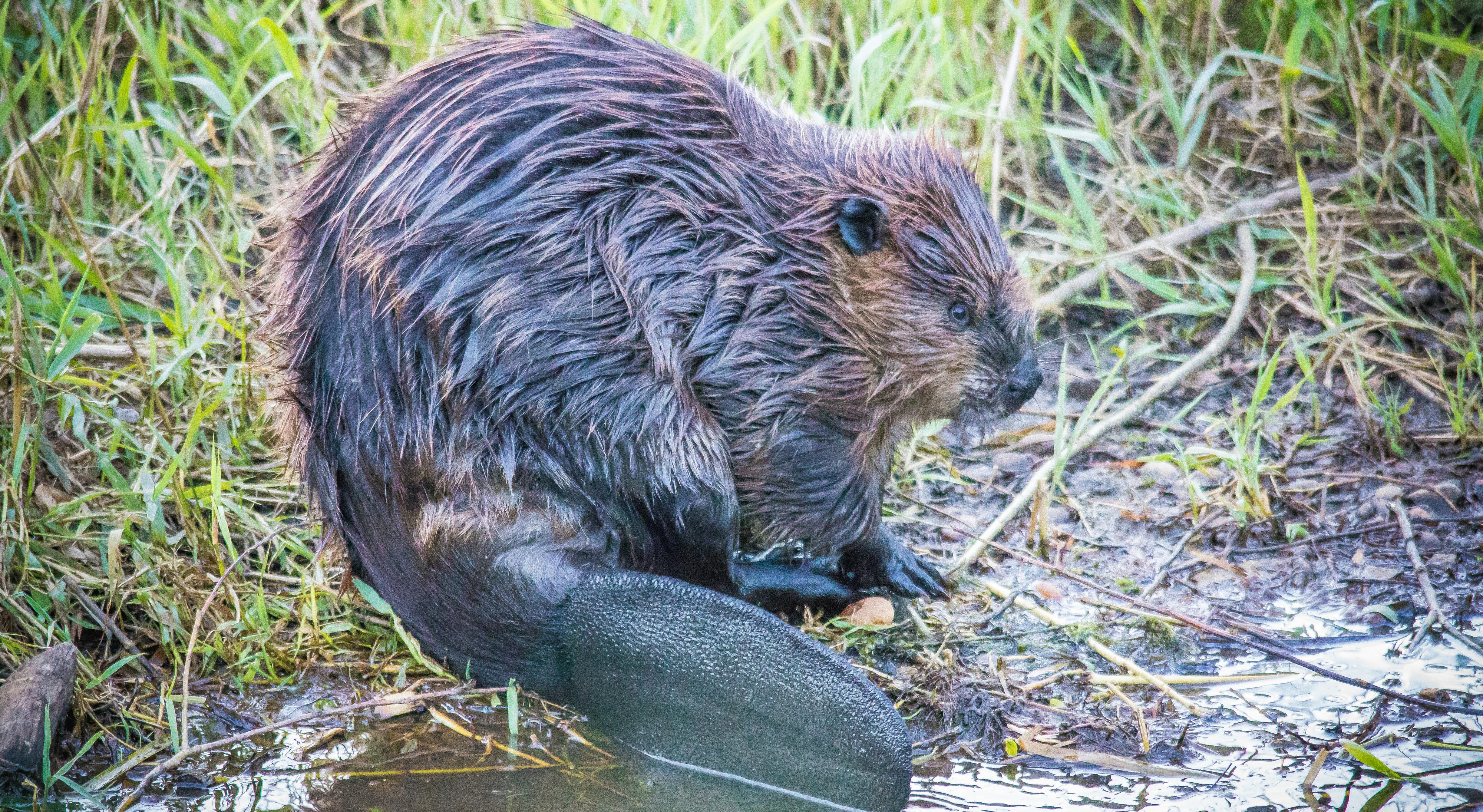 Die Biber-Mama hinterlässt zwei Jungtiere. (Symbolbild)