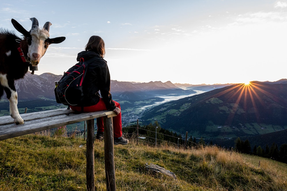 Eine Wanderin blickt in die über der Planai aufgehende Sonne und ins Ennstal. Den Ziegenbock interessiert etwas anderes 