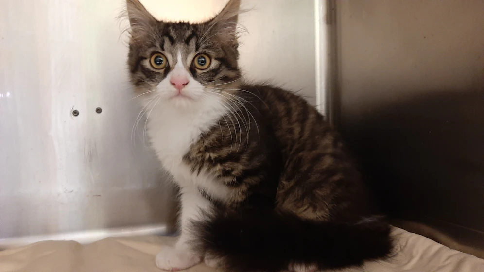 Der zehn Wochen alte Kater 