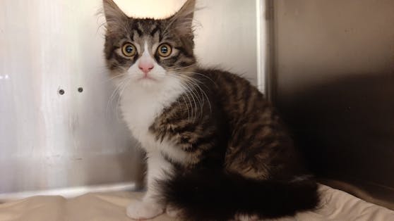 Der zehn Wochen alte Kater "Fritzi" erholt sich jetzt am Tierschutzhof Pfotenhilfe.