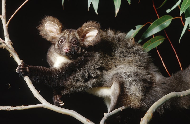 Die Puschels werden zwischen 30 und 45 Zentimeter groß und bestechen durch die flauschigen Ohren in Übergröße. 