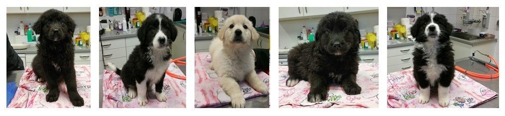 Die fünf Welpen wurden wegen der schlimmen Umstände abgenommen.