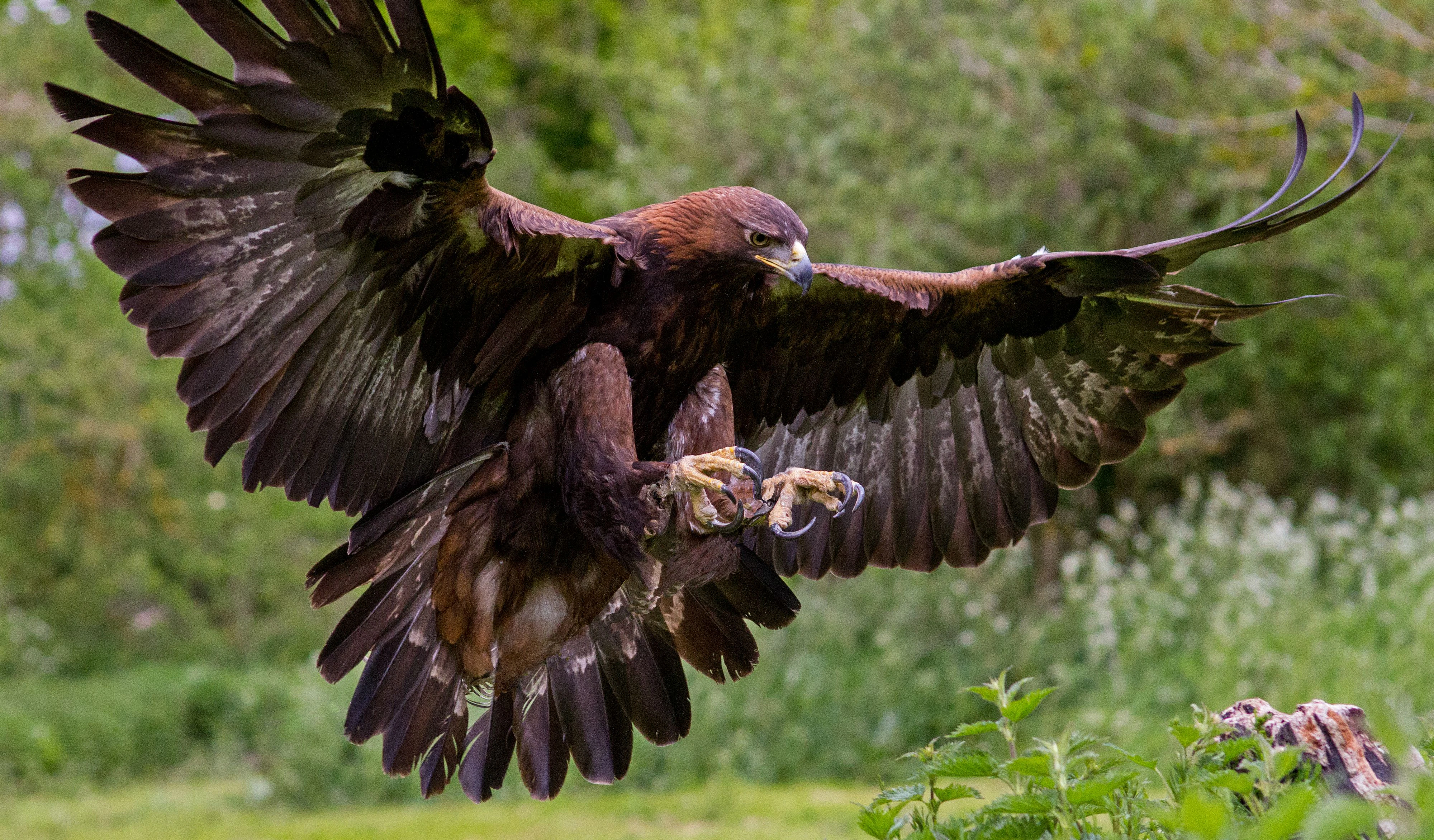 Joggerin wurde in Loosdorf von einem Adler attackiert.