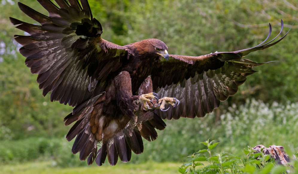 Joggerin wurde in Loosdorf von einem Adler attackiert.