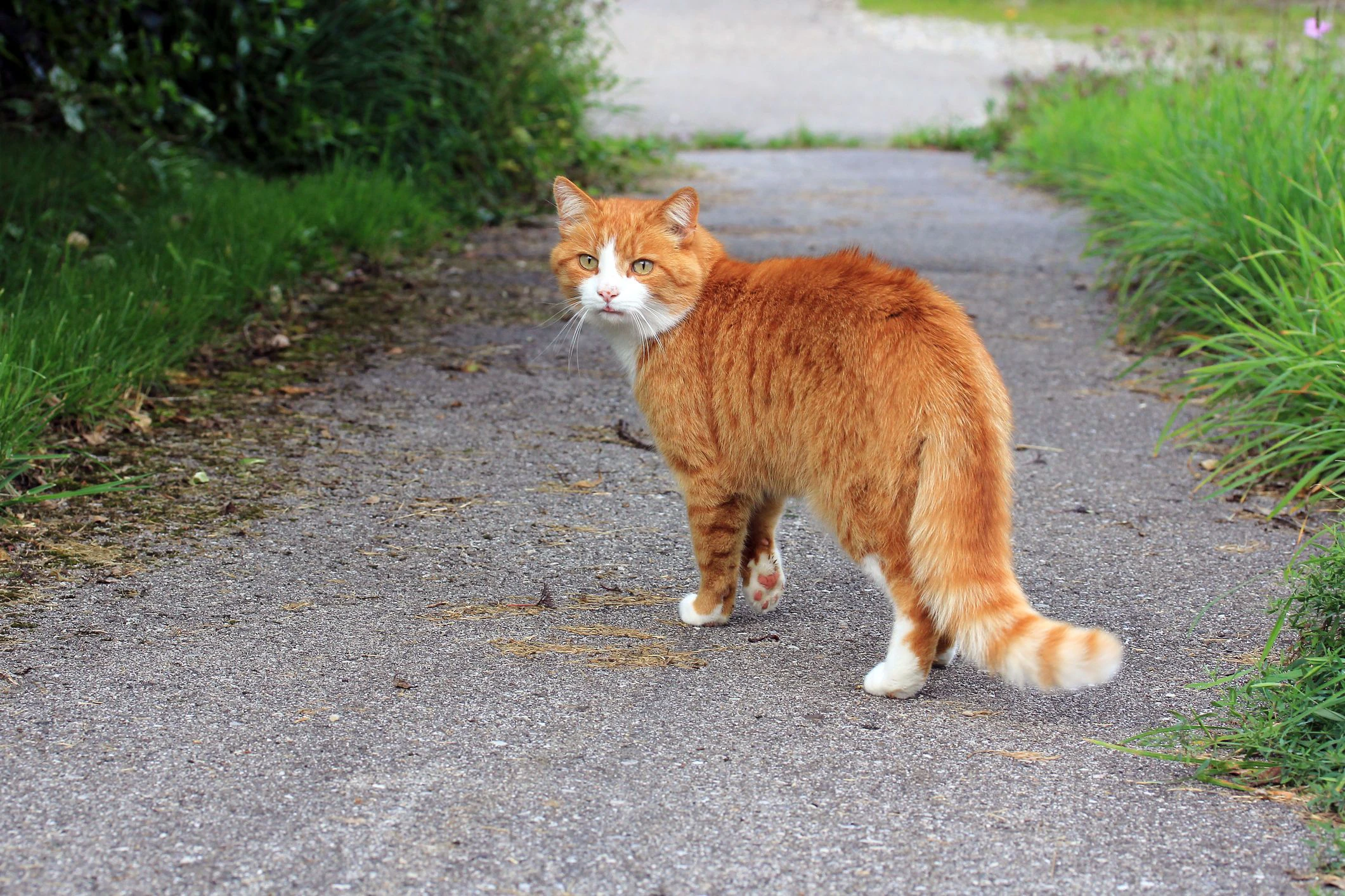 Wohin streunt eine Katze? 