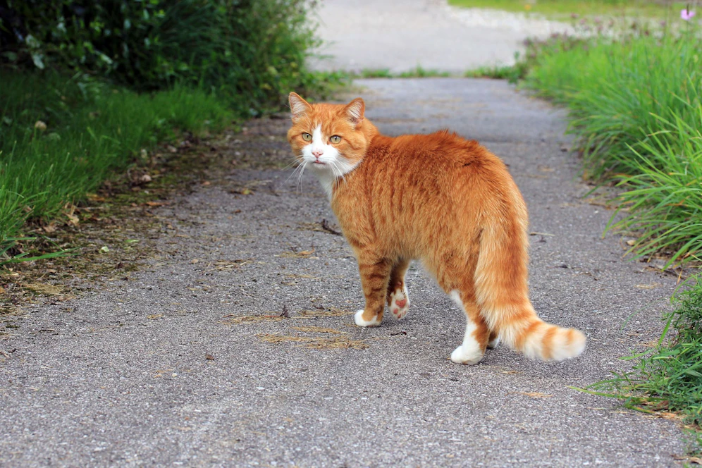 Wohin streunt eine Katze? 