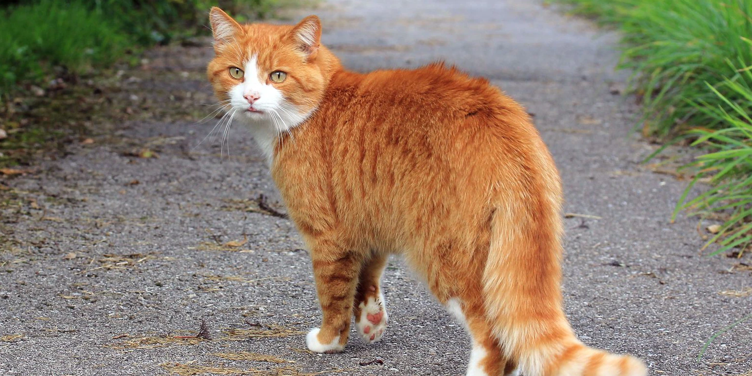 Wohin streunt eine Katze? 