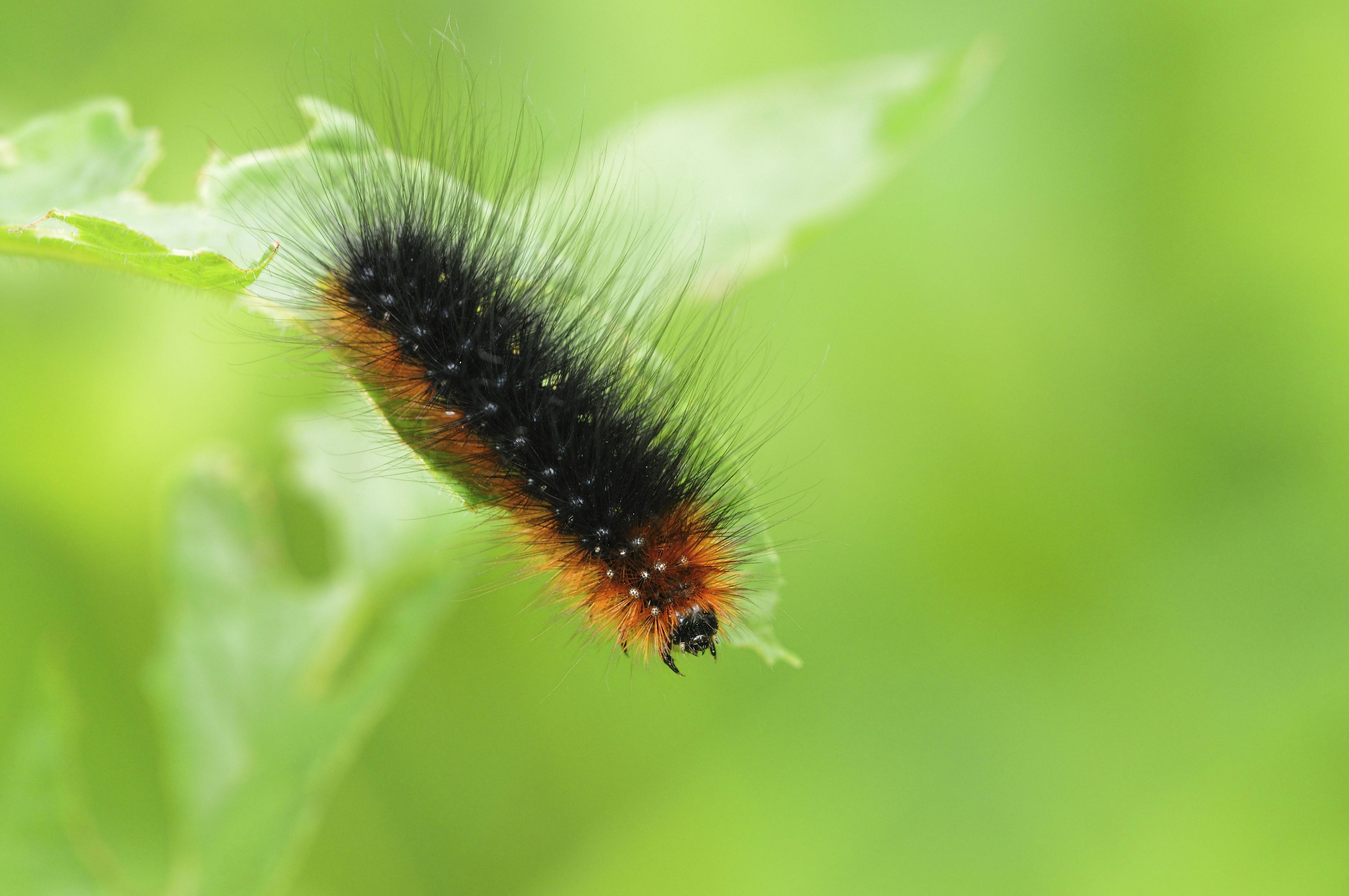 So pelzig ist die "Bären"-Raupe und erhielt dadurch ihren Namen. 