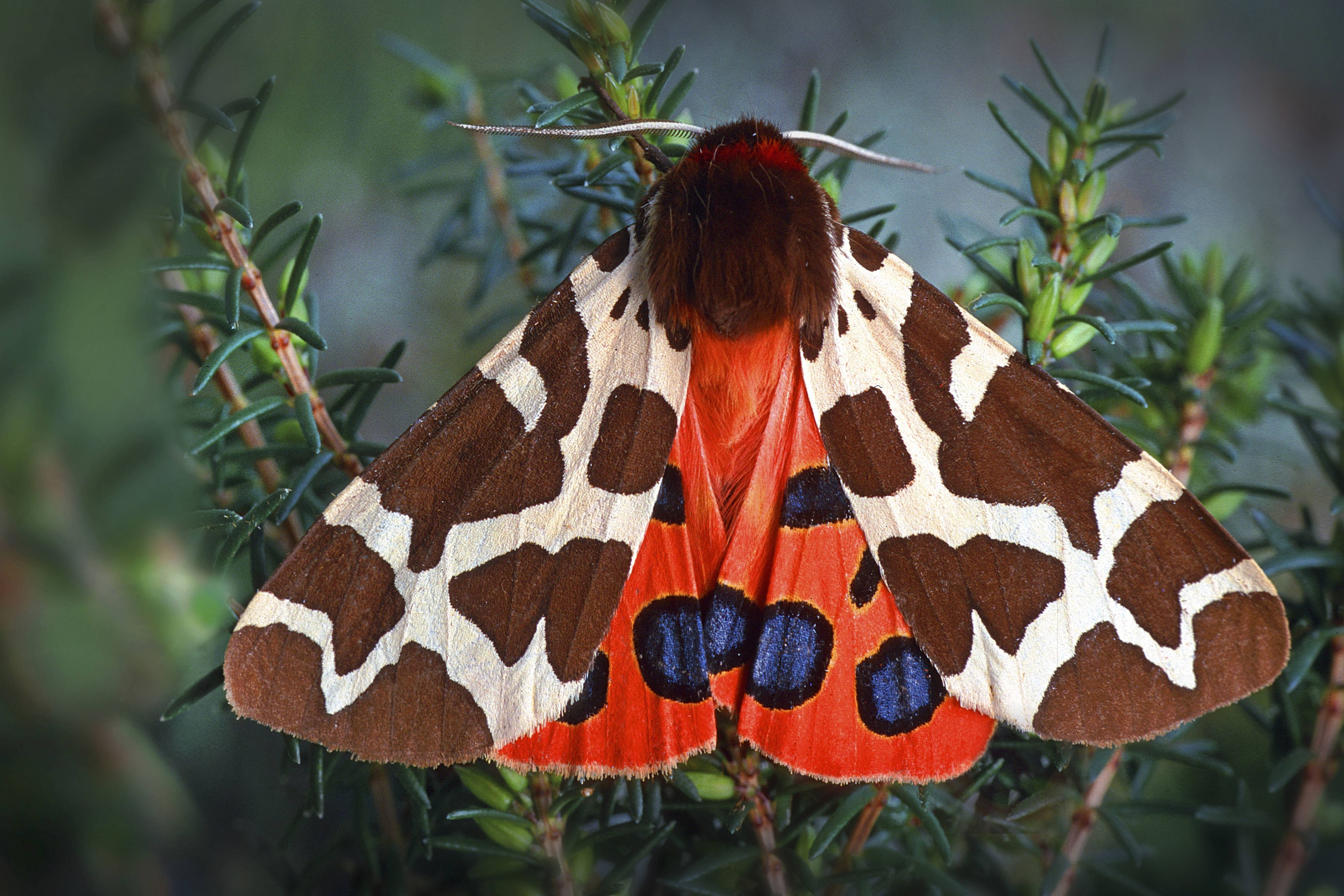 Der "Brauner Bär" ist der Schmetterling des Jahres 2021