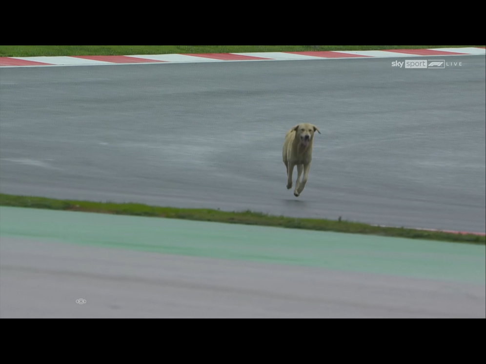 Ein Hund hat sich auf die Strecke verirrt.