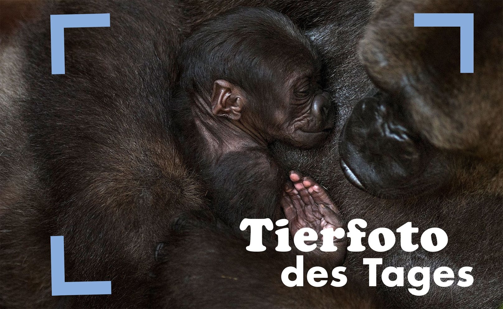 Mutterliebe: im Bioparc in Fuengirola wird gerade ein neugeborenes Gorillababy liebevoll umsorgt. 