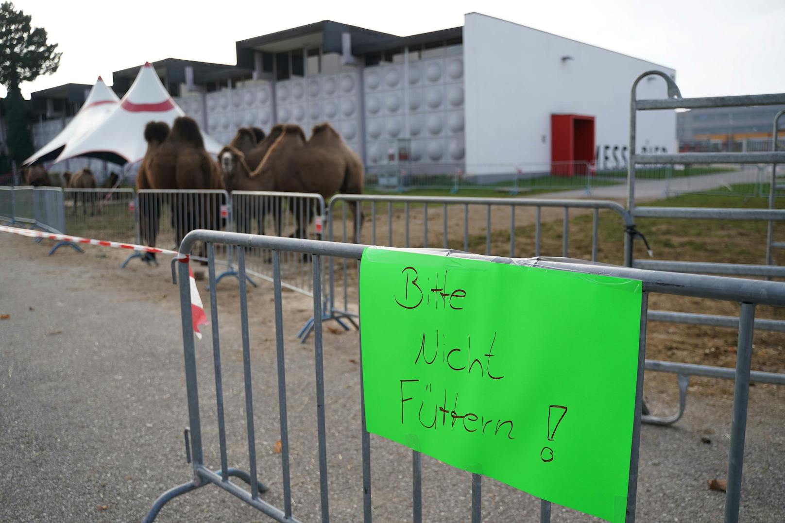Ein Zirkus-Kamel hatte in Ried zwei Frauen verletzt, als diese das Tier füttern wollten. Ein Schild hätte darauf hingewiesen, dass Füttern eigentlich verboten ist, sagt der Zirkus.