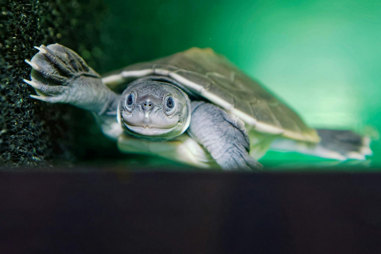 Batagur-Schildkröte werden ca. 60 Zentimeter lang und leben im Süsswasser. Sie galt bereits als ausgerottet. 