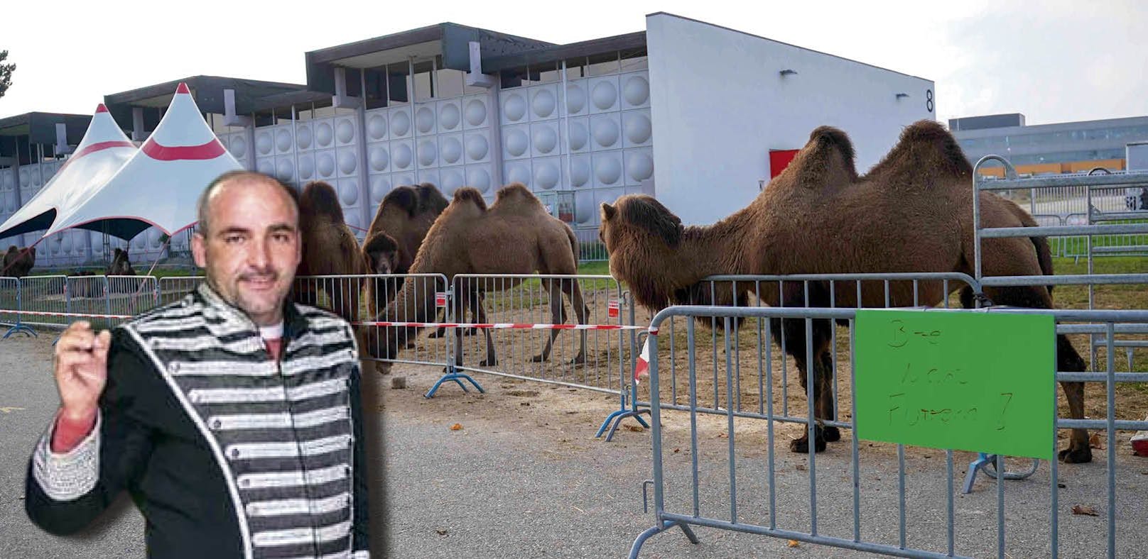 "Kamele sind keine wilden Tiere, aber auch keine Kuscheltiere", sagt Zirkusdirektor Alex Kaiser.