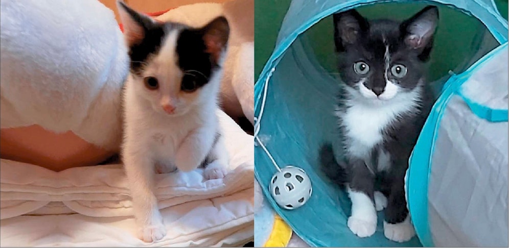 Diese beiden Kätzchen suchen neue Besitzer.