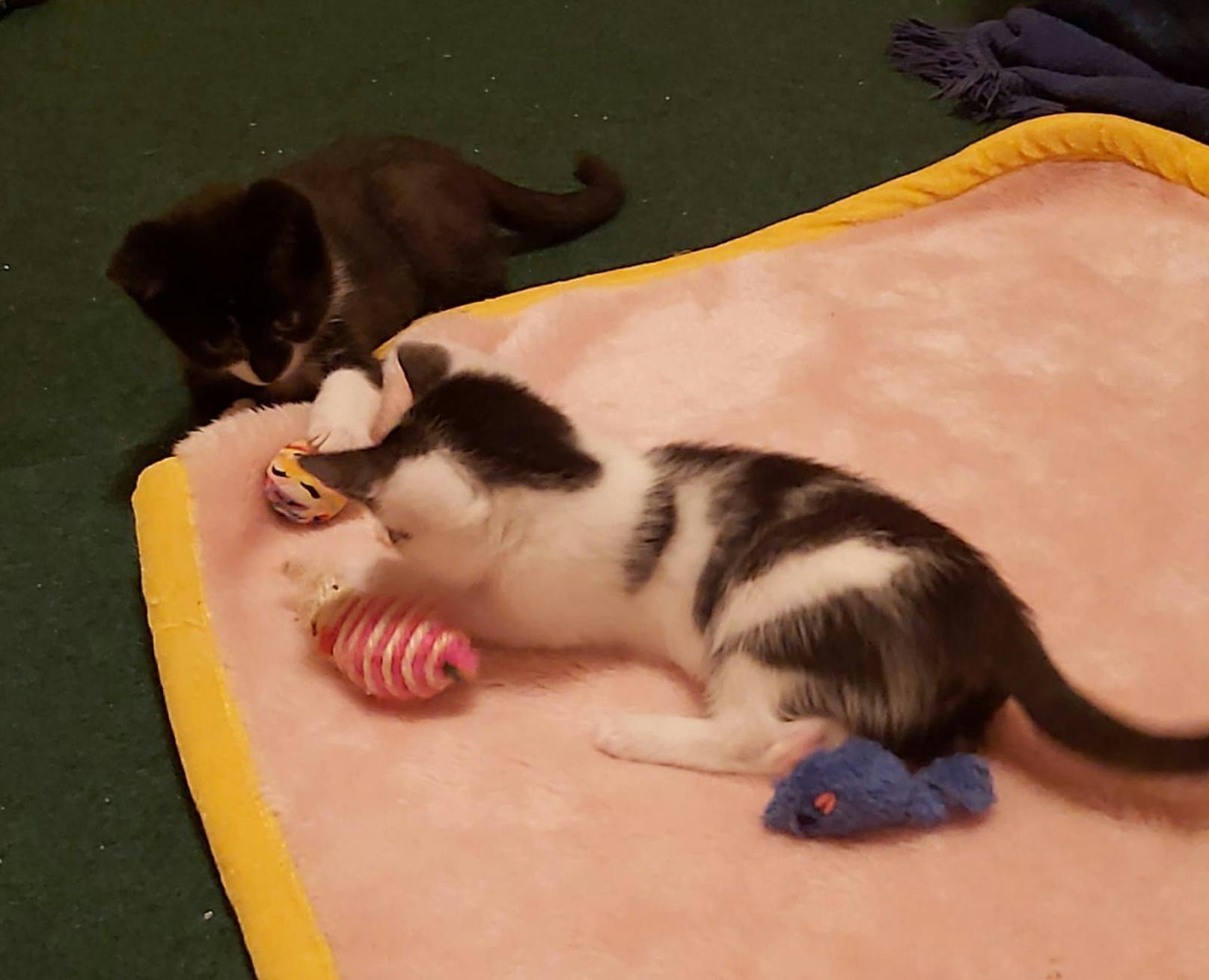 Die Geschwister Fiona und Frankie spielen und kuscheln gern miteinander.