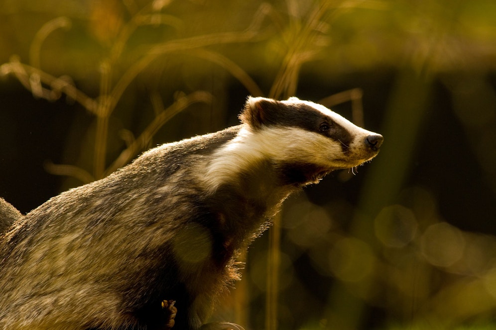 Forscher Charles Foster lebte monatelang mit seinem 8-jährigen Sohn in der freien Natur und schlief in Dachsbauten. 
