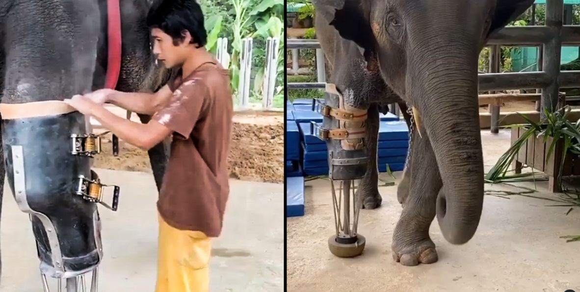 Das arme große Mädchen trat mit sieben Monaten auf eine Landmiene, weshalb ihr rechtes Vorderbein amputiert werden musste. 