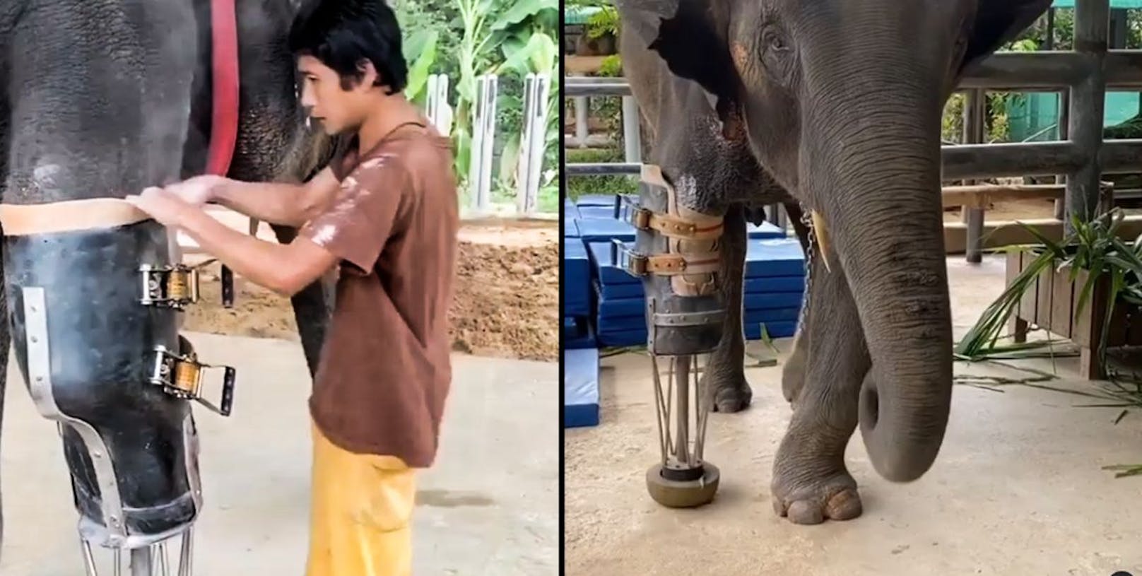 <strong>Beinprothese für Elefantendame "Mosha"</strong>: <a href="https://www.heute.at/s/beinprothese-fuer-elefantenmaedchen-mosha-100112695">Das arme große Mädchen trat mit sieben Monaten auf eine Landmine, weshalb ihr rechtes Vorderbein amputiert werden musste</a>. (November 2020) <br>