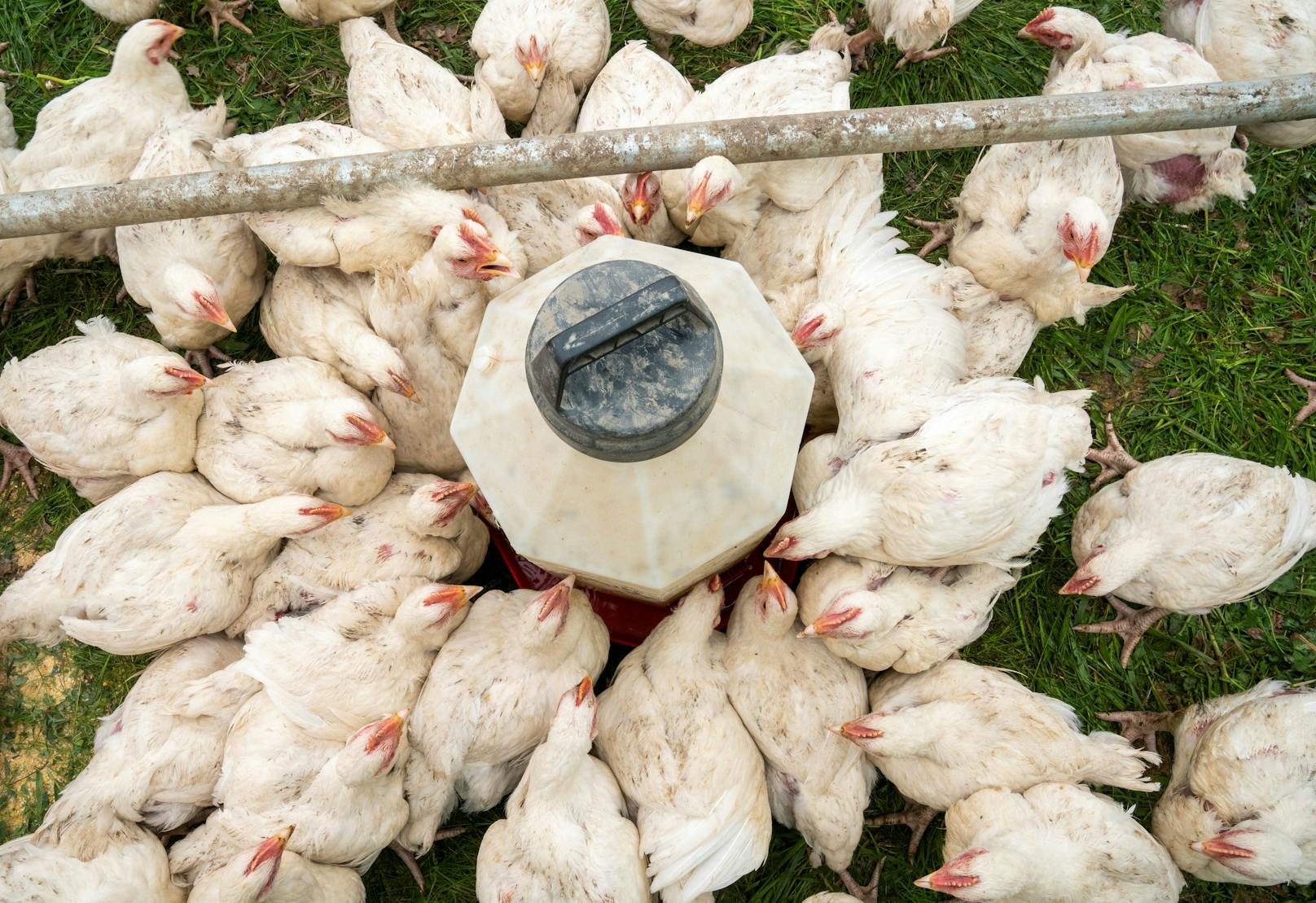 Auch in OÖ wurde in zwei Geflügelhaltungen die Vogelgrippe bestätigt. (Symbolfoto)