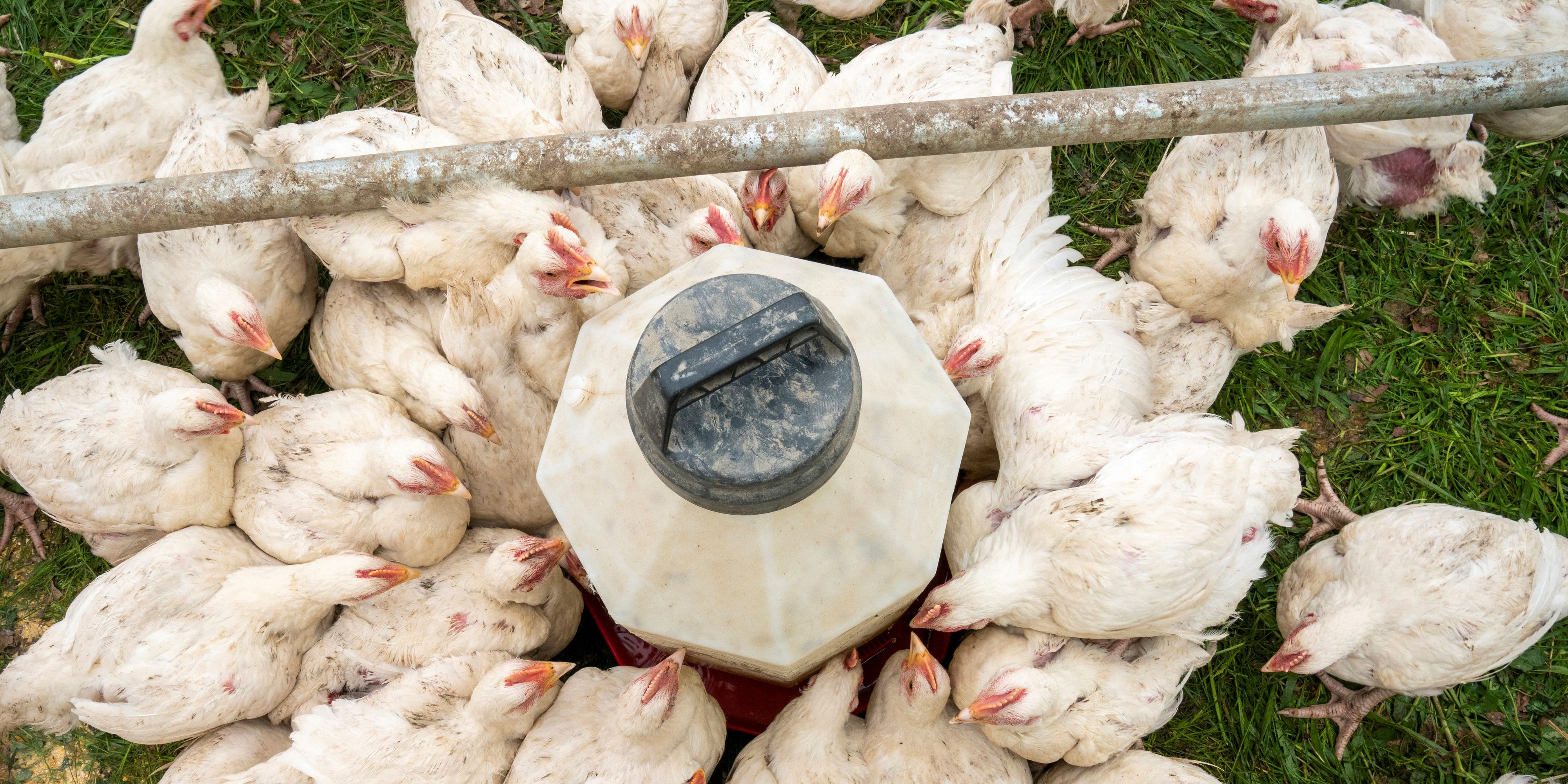 Die Vogelgrippe macht sich in Europa wieder breit. (Archivbild)