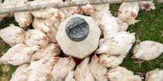 Neue Vogelgrippe-Fälle – Schutzzonen eingerichtet