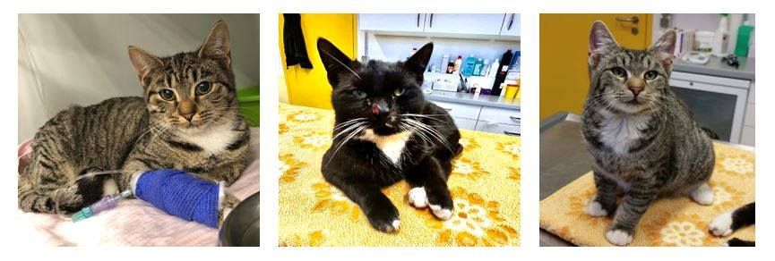 Diese drei Stubentiger wurden ausgesetzt und dann angefahren.