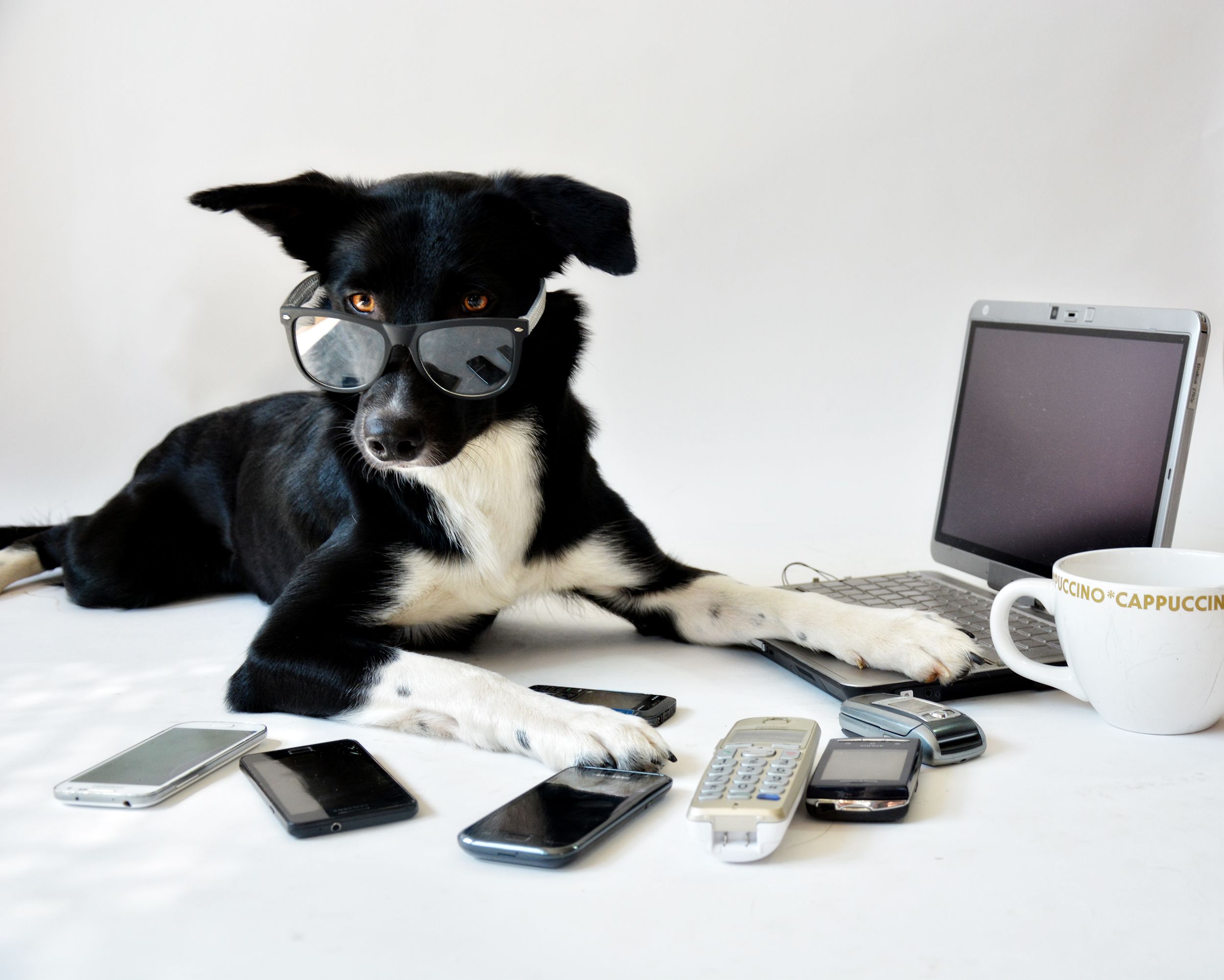 Homeoffice mit Katze auf der Tastatur und Hunden die bei jeder Bewegung mit der Leine vor der Haustür stehen? Das wollen wir sehen. Sendet uns eure lustigsten Tierbilder aus dem Homeoffice.