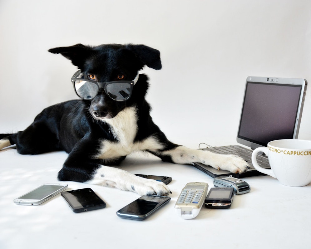 Die Katze auf der Tastatur und Hunde, die bei jeder Bewegung mit der Leine vor der Haustür stehen? Das wollen wir sehen. Sendet uns eure lustigsten Tierbilder aus dem Homeoffice.