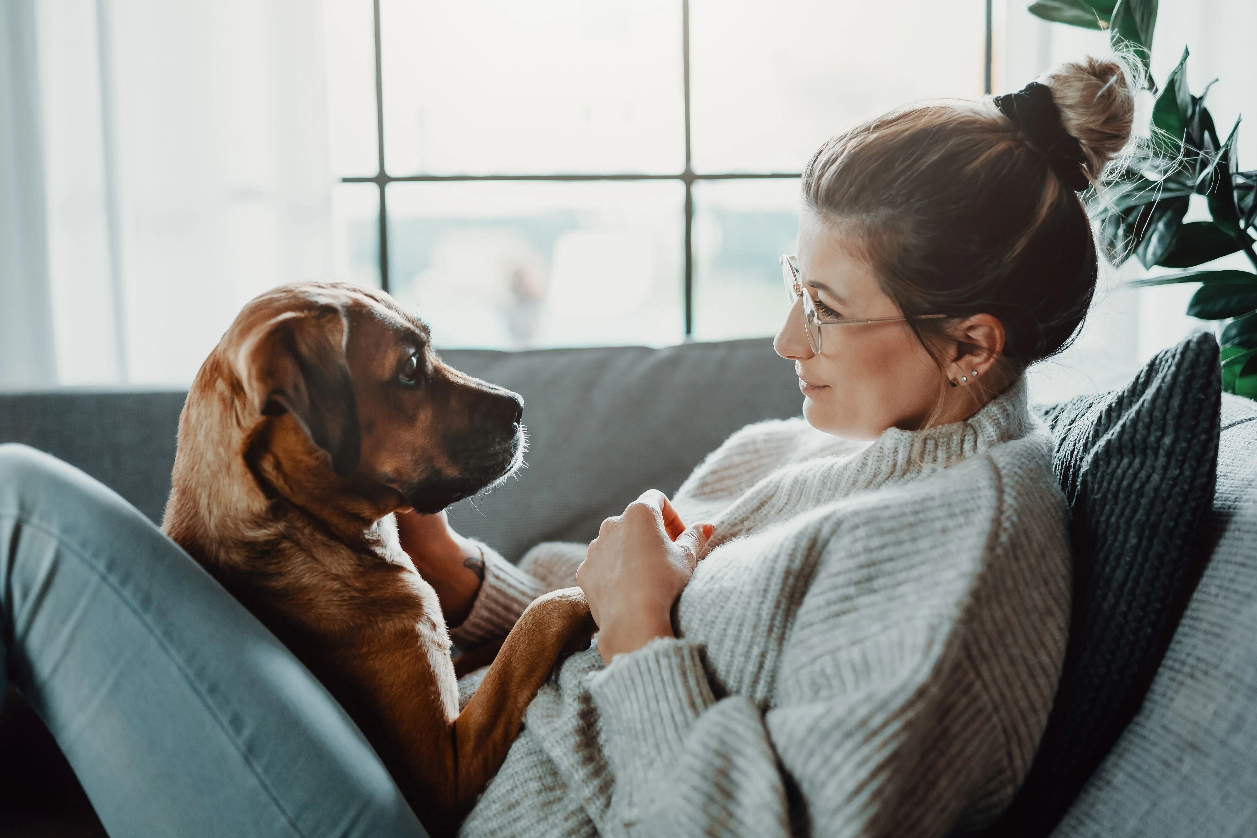 Einen Hund auszuführen erhöht die Wahrscheinlichkeit für eine Coronavirus-Infektion drastisch.