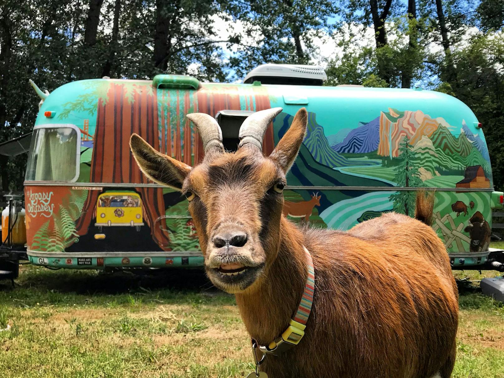 60.000 Meilen quer durch die USA reist Ziege "Frankie" mit ihren Besitzern. 