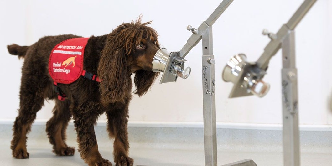 Asher ist einer von sechs Hunden, die in London schnuppern.