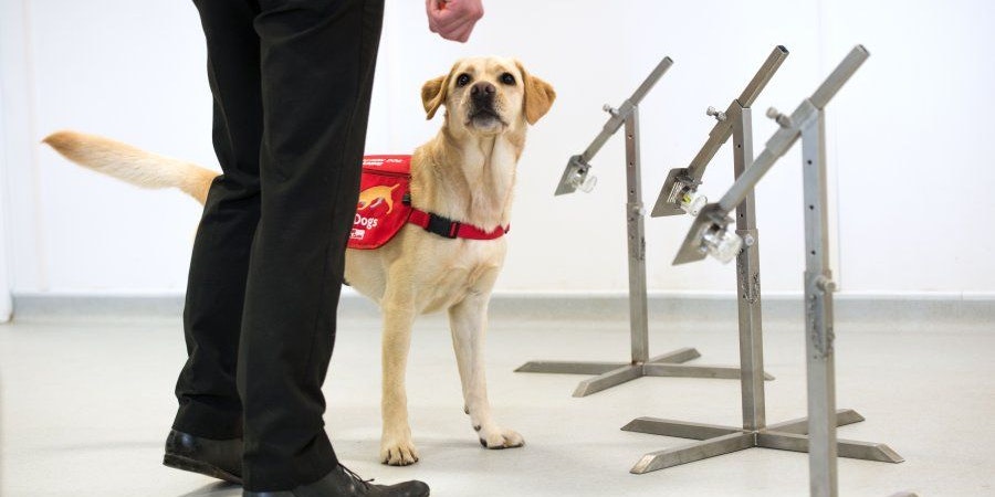 Auch dieser Hund ist fleißig am schnuppern.