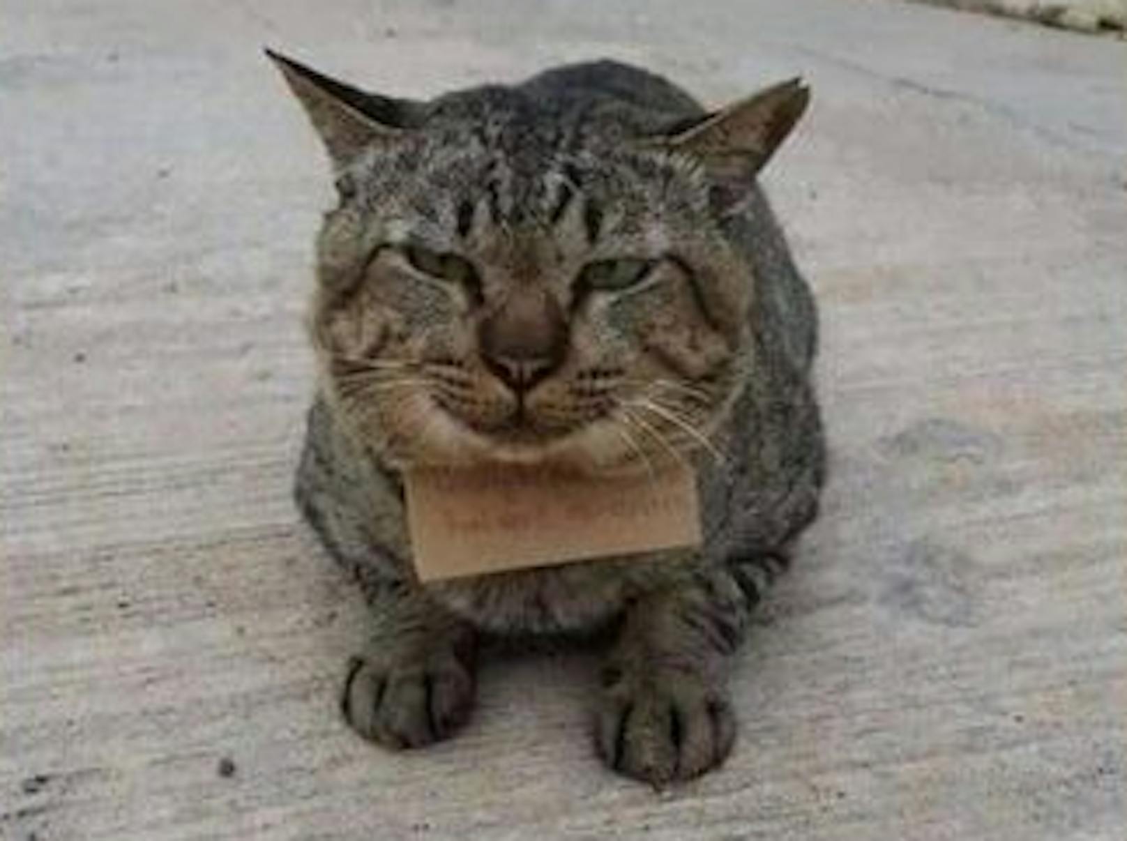 Eine vermisste Katze kehrte mit einer "Rechnung" zurück.