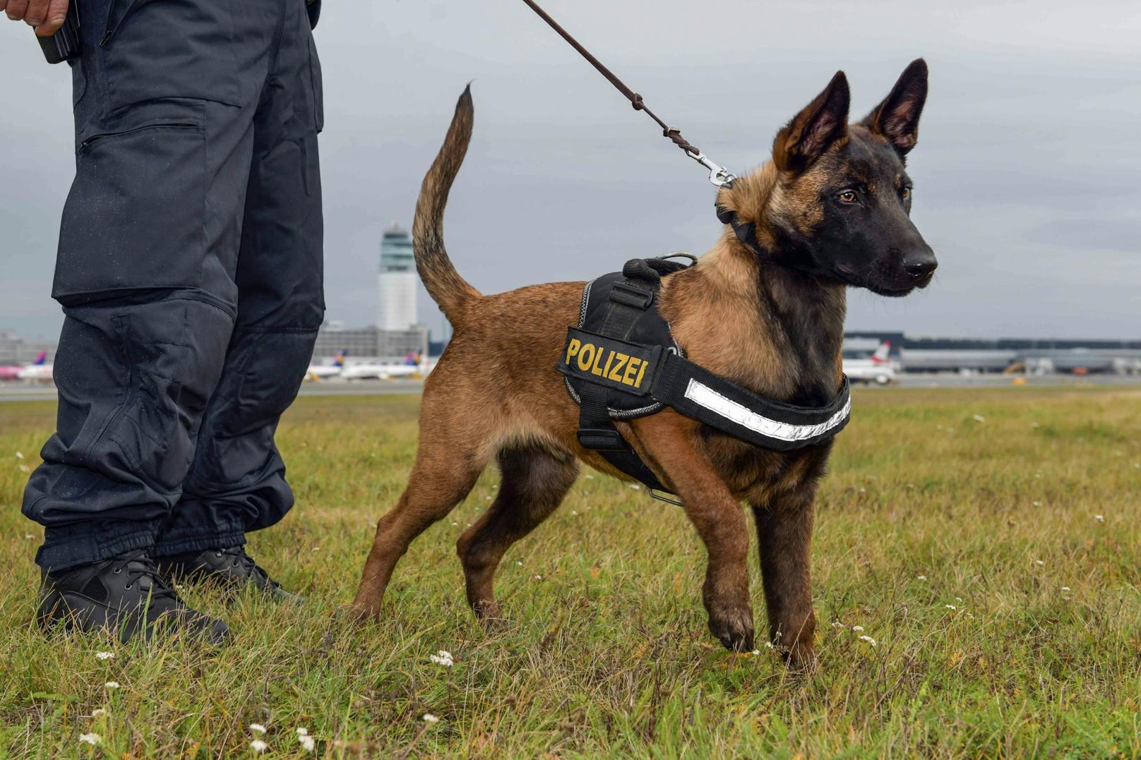 Polizeidiensthund