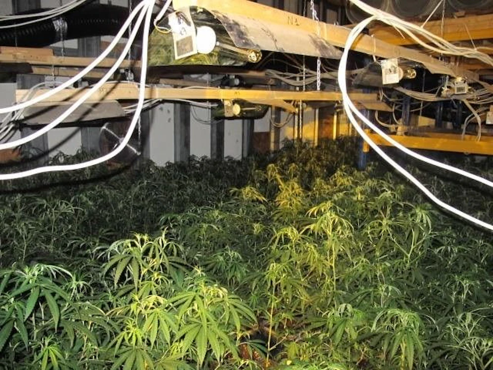 Riesige Cannabis-Plantagen waren nicht das einzige, das deutsche Ermittler in&nbsp;in Euskirchen fanden