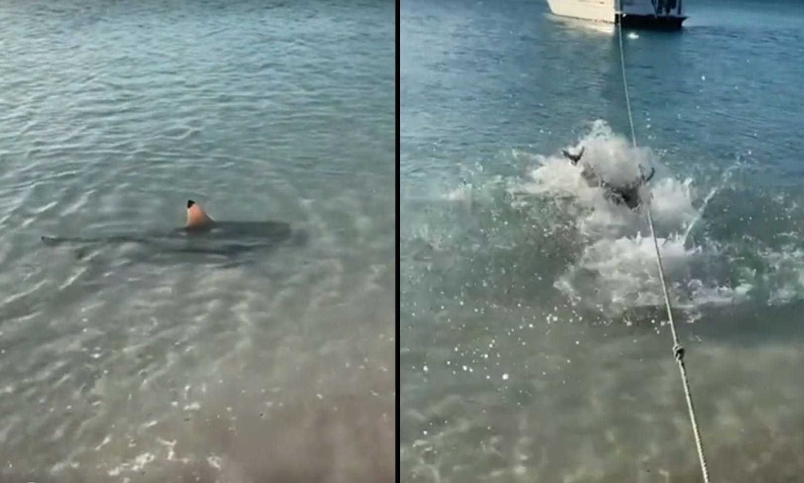 Der australische Kelpie "Tilly" schlägt den Hai in die Flucht. 