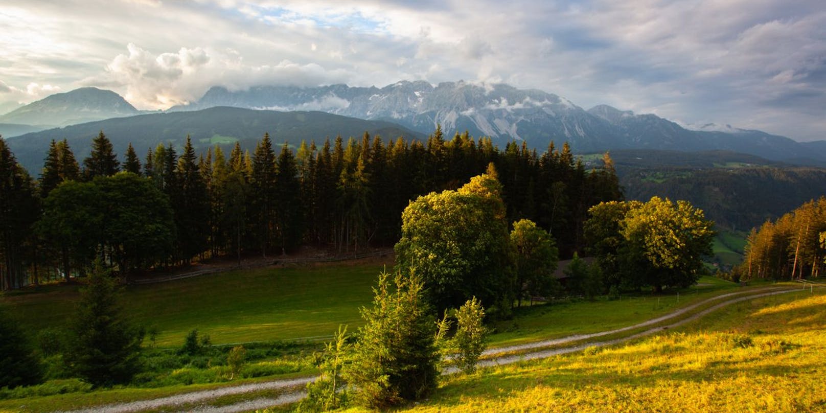 Ein Waldstück in der Steiermark (Symbolbild)