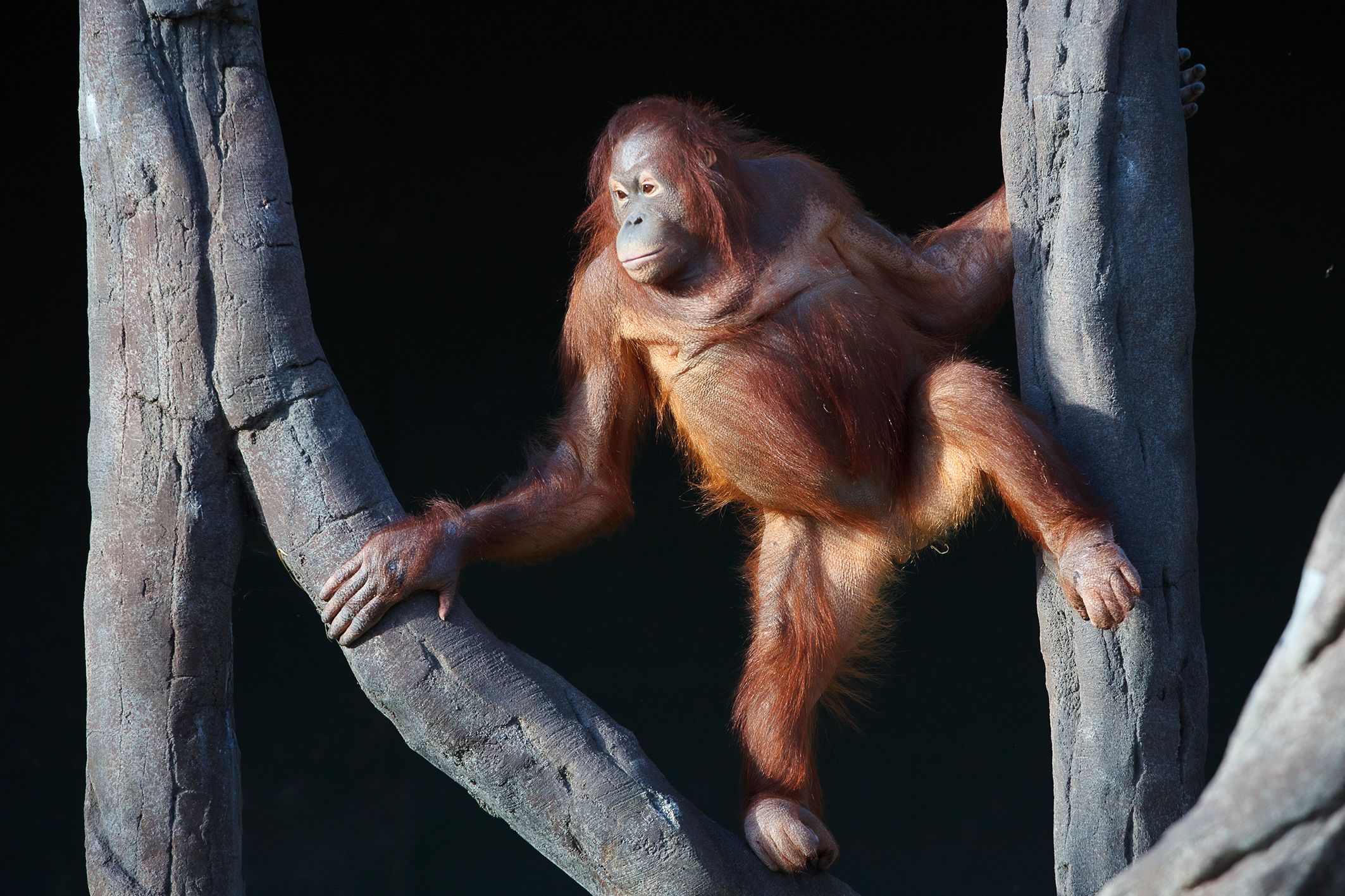 Nach dem Lockdown kann man "Sari" dann bestimmt schon besuchen. 