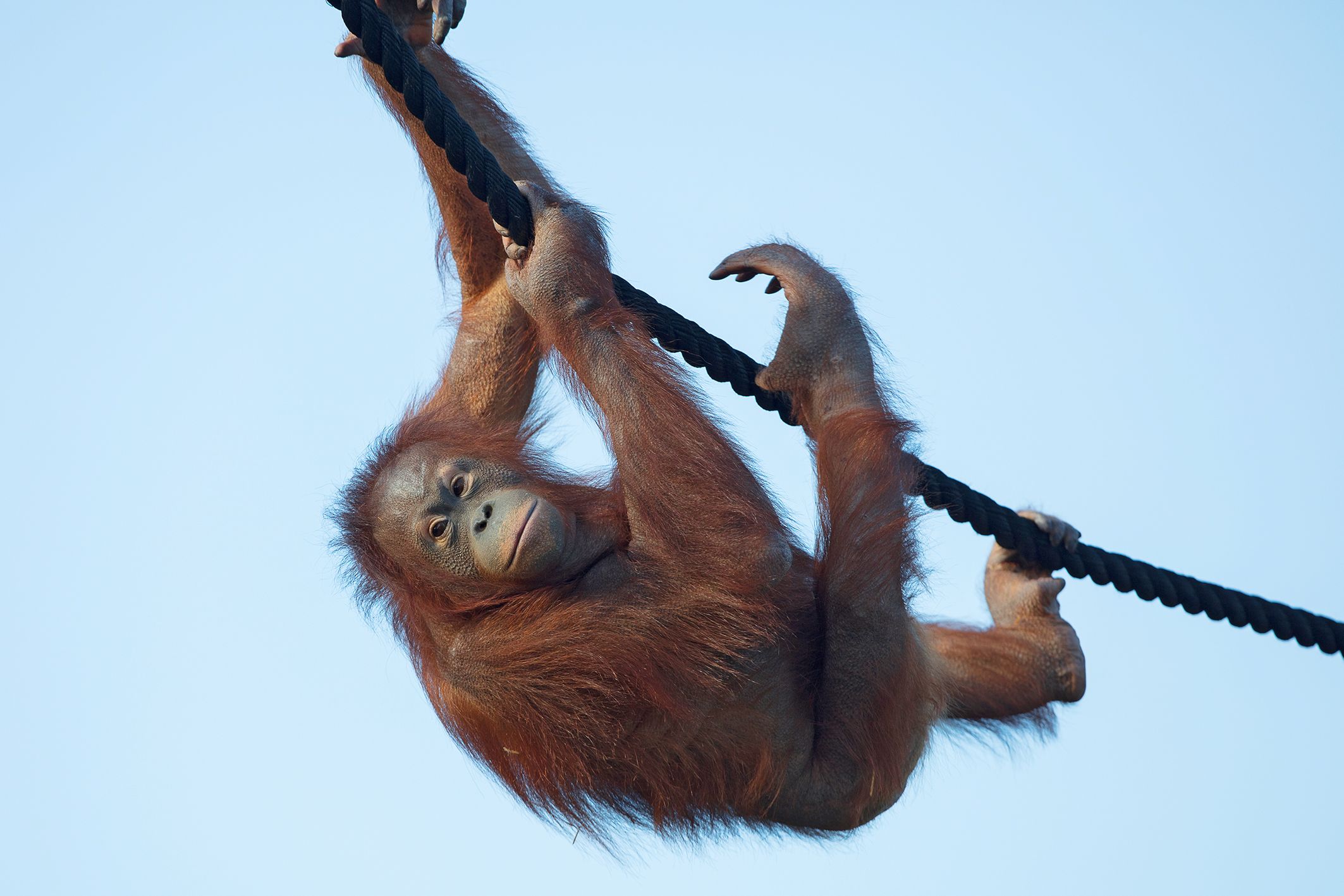 Die elfjährige "Sari" aus Dublin soll die Altersstruktur bei den Orang-Utans in Schönbrunn verbessern. 