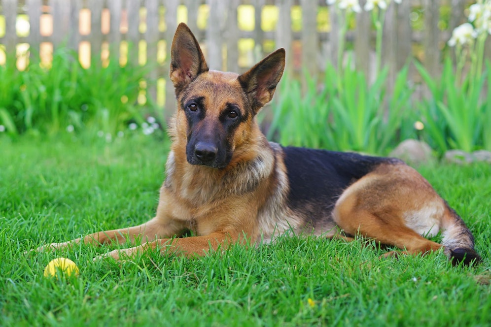 Der junge Hund wurde seinem Besitzer jetzt abgenommen.
