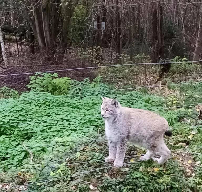 Luchs Felix im Natur- und Erlebnispark Buchenberg