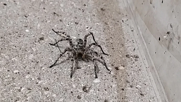 Die Südrussische Tarantel krabbelte durch eine Tiefgarage. 
