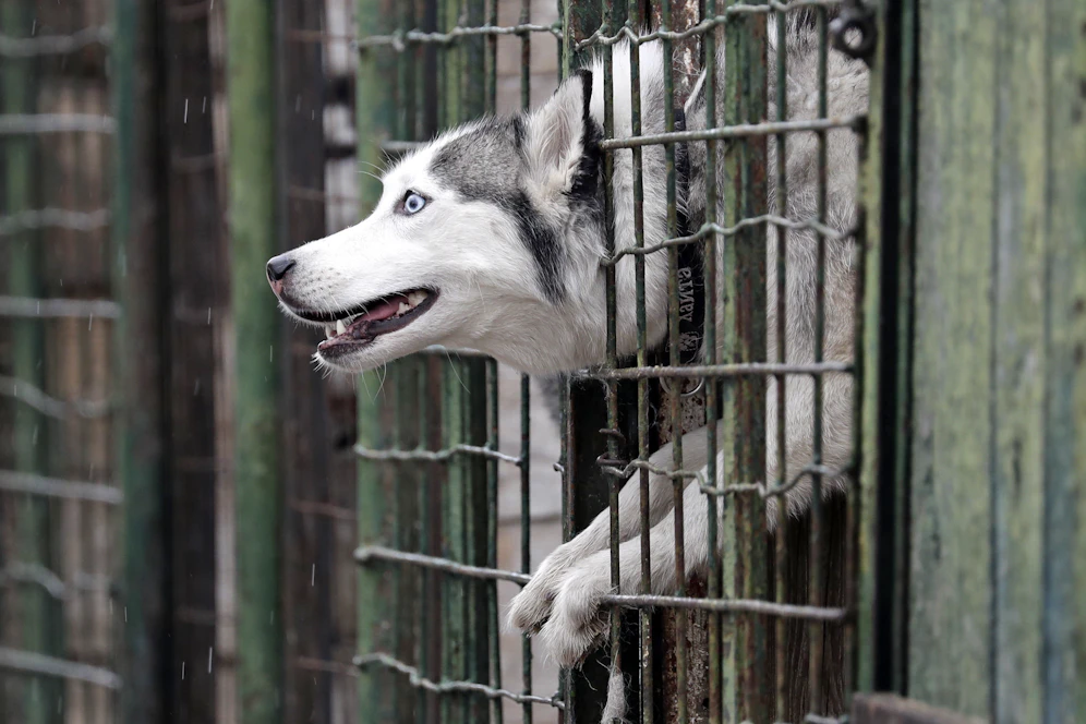 19 Huskys wurden verwahrlost in einer Etagenwohnung in Krefeld (DE) entdeckt. Die Polizei schritt ein. 